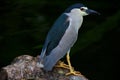 Night heron or nycticorax patiently waiting on a tree back