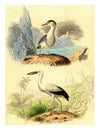 The Night Heron, The open beak, vintage engraving Royalty Free Stock Photo