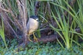 Night Heron Perched On A Fallen Tree