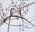 Night heron perched in a tree Royalty Free Stock Photo