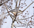 Night heron perched in a tree Royalty Free Stock Photo