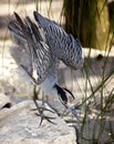 Night Heron Preparing to Attack