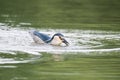 Night heron prey closeup Royalty Free Stock Photo