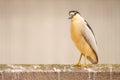 Night Heron Rest