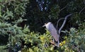 Night heron seeks seclusion in embrace of tree branches