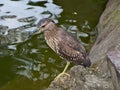 Night Heron