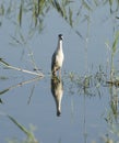 Night heron stood in water reeds of river marshland Royalty Free Stock Photo