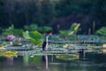 night heron in summer lotus pond Royalty Free Stock Photo