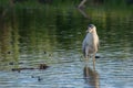 Night Heron Wading Royalty Free Stock Photo