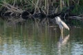 Night Heron Wading with Reeds in Background Royalty Free Stock Photo