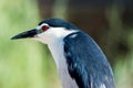 Night heron, white and gray Royalty Free Stock Photo