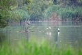 Night Herons and Brown-headed Gulls