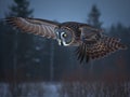 The Night Hunter the Great Grey Owl in Snow