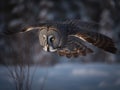 The Night Hunter the Great Grey Owl in Snow