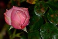At night image of a pink rose with water drops Royalty Free Stock Photo