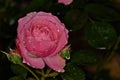 At night image of a pink rose with water drops Royalty Free Stock Photo