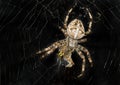 Night image of spider wrapping its victim Royalty Free Stock Photo