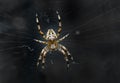 Night image of very dreadful spider