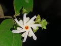 Night Jasmine at night