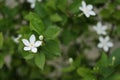 Night jasmine or small white flower on blur bush background Royalty Free Stock Photo