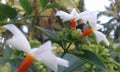 Night Jesmine,night-flowering jasmine Royalty Free Stock Photo