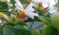 Night Jesmine,night-flowering jasmine