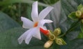 Night Jesmine,night-flowering jasmine