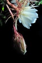 Night lady flower, Epiphyllum Oxypetalum, open white night flower with blur and noise on black background Royalty Free Stock Photo