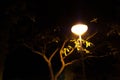 night lamp tree