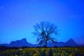 Night land scape of star tail on dark blue sky with dry tree branch and sunflowers field foreground Royalty Free Stock Photo