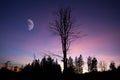 Night landcscape with trees silhouettes and moon onnight sky Royalty Free Stock Photo