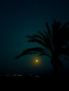 Night landscape on the beach with the moon and the silhouette of some palm trees Royalty Free Stock Photo