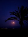 Night landscape on the beach with the moon and the silhouette of some palm trees Royalty Free Stock Photo