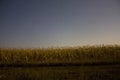 Night landscape of a corn field. prolonged exposure