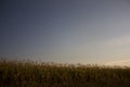 Night landscape of a corn field. prolonged exposure