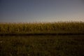 Night landscape of a corn field. prolonged exposure