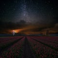 Landscape with Red Tulips and stars Royalty Free Stock Photo