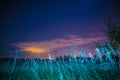 Night landscape with herbs, stars and clouds Royalty Free Stock Photo