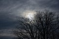 Night landscape moonlight through branches of a tree