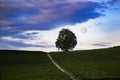 night landscape over vineyard with full moon and cloudy sky Royalty Free Stock Photo