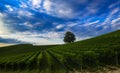 night landscape over vineyard with full moon and cloudy sky Royalty Free Stock Photo