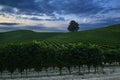 night landscape over vineyard with full moon and cloudy sky Royalty Free Stock Photo