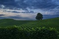 night landscape over vineyard with full moon and cloudy sky Royalty Free Stock Photo