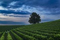 night landscape over vineyard with full moon and cloudy sky Royalty Free Stock Photo