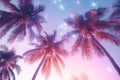 Night landscape with palm trees on beach. Creative trendy summer tropical background Royalty Free Stock Photo