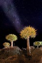Night landscape of quiver tree forest and milky way sky in Namibia, South Africa Royalty Free Stock Photo
