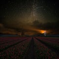 Night Landscape with Red Tulips Royalty Free Stock Photo