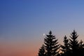 Night landscape, silhouettes of fir trees