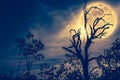 Night landscape of sky with bright super moon behind silhouette Royalty Free Stock Photo