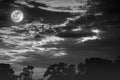 Night landscape of sky with cloudy and full moon above silhouettes of trees. Serenity nature background in gloaming time. Black